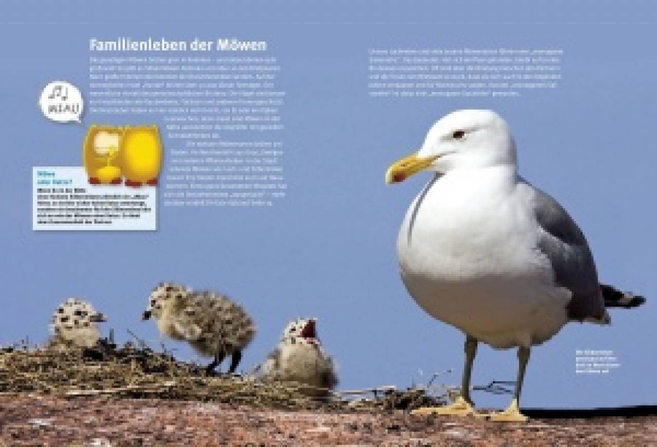 Entdecke die Möwen